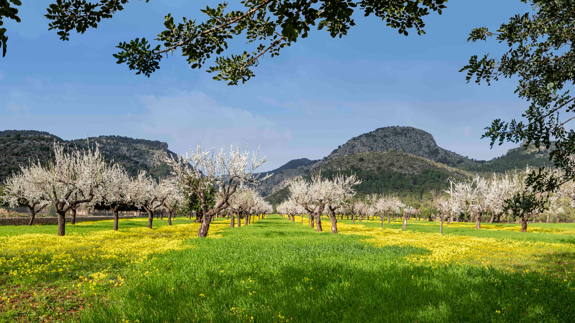 Almendros en Mallorca hero asset