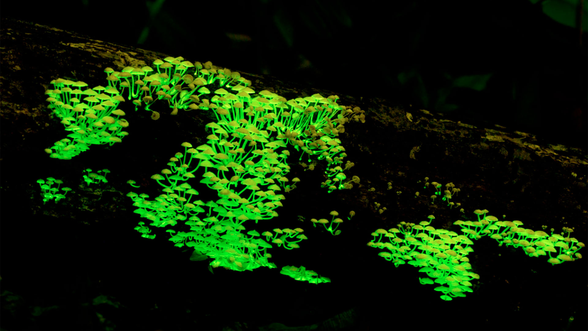 Bioluminiscencia hero asset