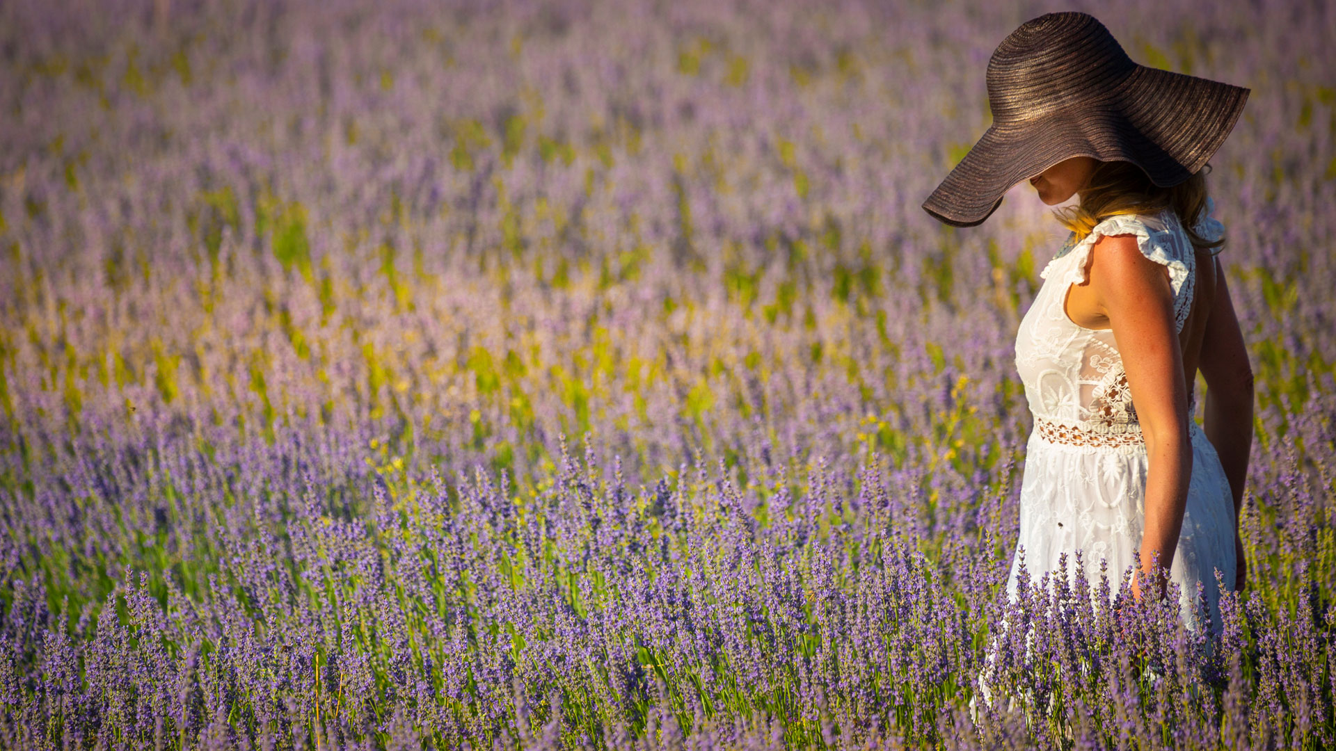 Imagen del Festival de la Lavanda de Brihuega
