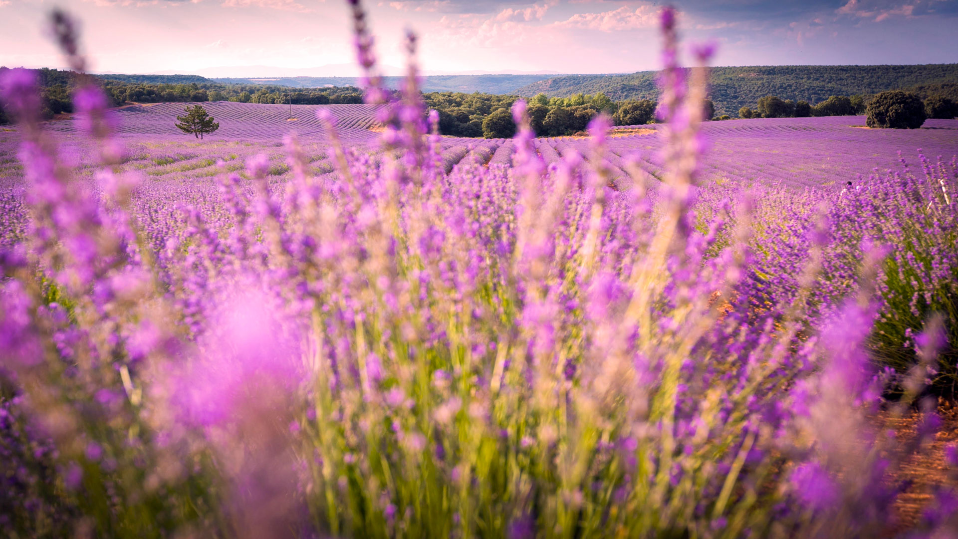 Imagen del Festival de la Lavanda de Brihuega
